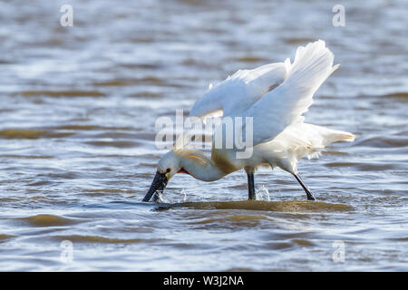 Löffler (Platalea leucorodia), oder gemeinsame Löffler, Löffler (Platalea leucorodia) Stockfoto