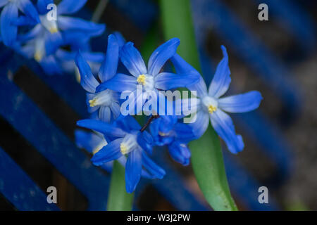 Detaillierte Makro Nahaufnahme des blauen Blausterne (Scilla) Blüten mit gelben Blütenstempel Stockfoto