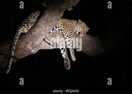 Afrika, Sambia South Luangwa National Park. Männliche African Leopard (Panthera pardus) WILD: in einem Baum. Stockfoto