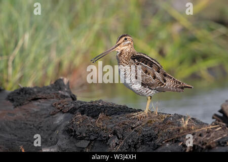 Wilson's snipe Stockfoto