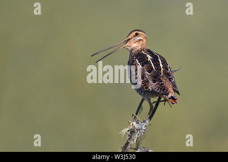 Wilson's snipe Stockfoto