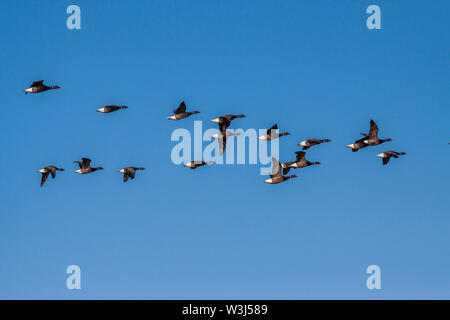 Ringelgans (Branta bernicla) Ringelgänse Stockfoto