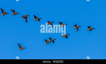 Ringelgans (Branta bernicla) Ringelgänse Stockfoto