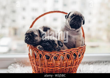 Mops hunde Welpen im Korb sitzen auf der Fensterbank. Kleine Welpen, die Spaß haben. Zucht Hunde Stockfoto