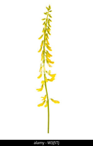 Melilotus Officinalis (gelber Steinklee) isoliert auf weiss Stockfoto