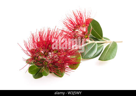 Metrosideros Blumen auf weißem Hintergrund Stockfoto