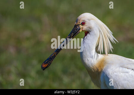 Löffler, Löffler (Platalea leucorodia) Stockfoto