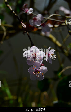 Weiß Cherry Blossom (Prunus x yedoensis) close-up Stockfoto