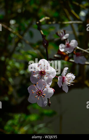 Weiß Cherry Blossom (Prunus x yedoensis) close-up Stockfoto