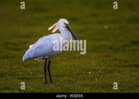 Löffler, Löffler (Platalea leucorodia) Stockfoto