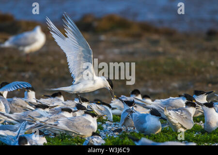 Brandseeschwalbe, Brandseeschwalbe (Sterna sandvicensis) Stockfoto