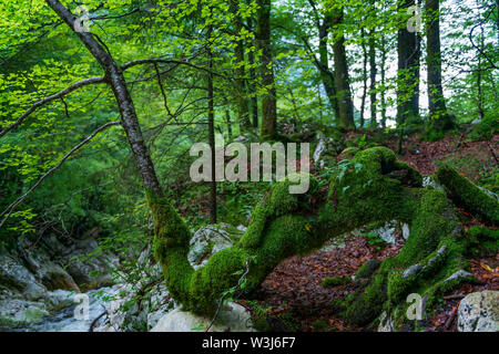 Malerische Baum von Moos tief fallen im Wald. Stockfoto