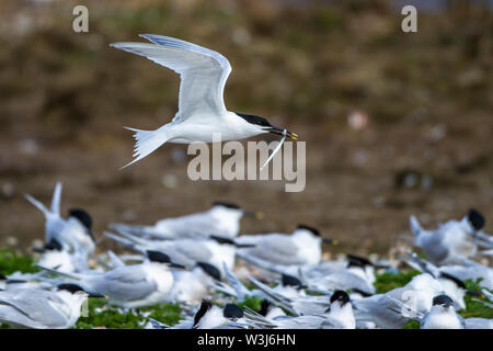 Brandseeschwalbe, Brandseeschwalbe (Sterna sandvicensis) Stockfoto