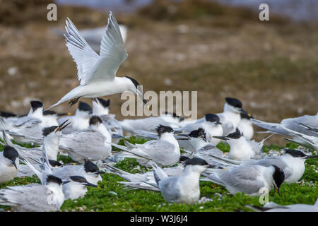 Brandseeschwalbe, Brandseeschwalbe (Sterna sandvicensis) Stockfoto