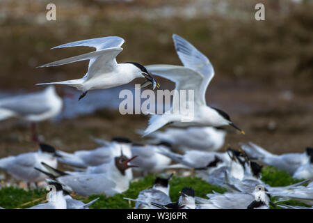 Brandseeschwalbe, Brandseeschwalbe (Sterna sandvicensis) Stockfoto