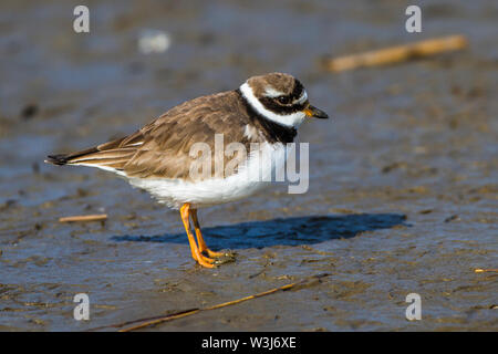 Gemeinsame Kibitze, Sandregenpfeifer (Charadrius hiaticula) Stockfoto