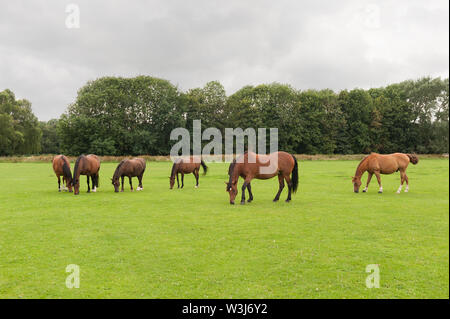 Truppe von wilden Ponys und inländischen pony, pferde, Weide Gras auf West, Lincoln helfen der Umwelt und Grünland Lebensraum zu erhalten Stockfoto