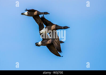 Ringelgans (Branta bernicla) Ringelgänse Stockfoto