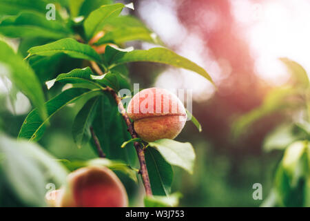 Schönen Pfirsich auf einem treeon ein Bauernhof. Close Up. Stockfoto