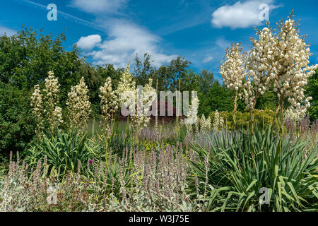 Yucca filamentosa in voller Blüte in einem bunten Sommer Blumenbeet mit Salbei (Salvia) Stockfoto