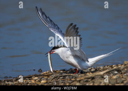 Flußseeschwalbe (Sterna Hirundo) Stockfoto