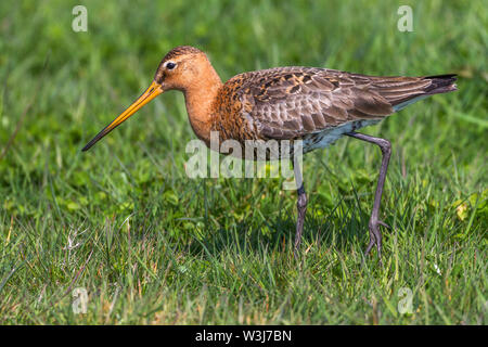 Uferschnepfe, Uferschnepfe (Limosa limosa) Stockfoto