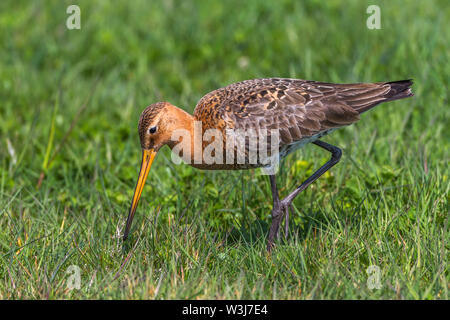 Uferschnepfe, Uferschnepfe (Limosa limosa) Stockfoto