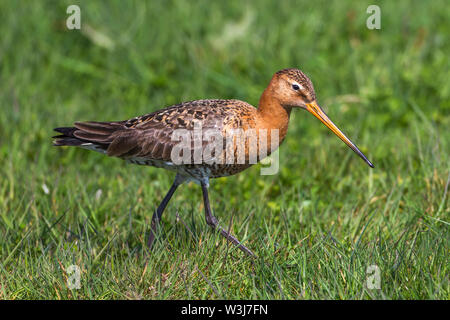 Uferschnepfe, Uferschnepfe (Limosa limosa) Stockfoto