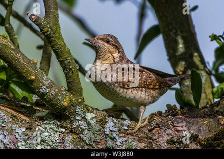 Eurasischen Wendehals, Wendehals (Jynx torquilla) Stockfoto