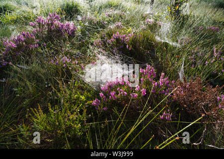 Rosa Erica elegans Pflanze mit Spinnweben mit Morgentau auf es abgedeckt Stockfoto