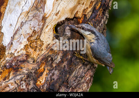 Eurasischen Kleiber, Kleiber (Sitta europaea) Stockfoto