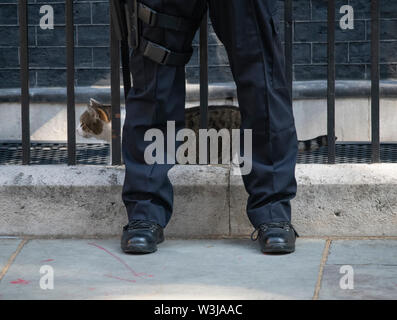 Downing Street, London, UK. 16. Juli, 2019. Larry der Downing Street cat Blätter Nr. 10. Credit: Malcolm Park/Alamy leben Nachrichten Stockfoto
