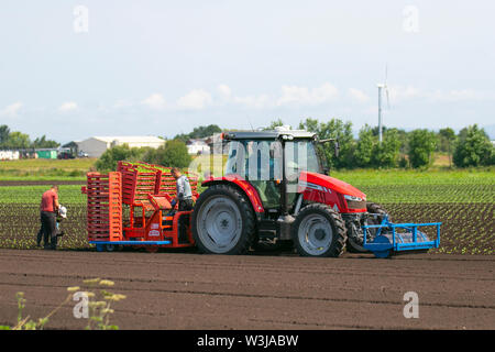 Automatische Fall IH Traktor Pflanzung Umpflanzen Salat Sämlinge Sonnentag in Tarleton Lancashire als Landwirte & Feldarbeiter nutzen die Trocknungsböden zu Pflanzen und zu kümmern, um ihre Gemüsekulturen auf dem Feld. Die Gegend, bekannt als Salatschüssel von Lancashire, produziert hochwertiges Gemüse für die Supermärkte von England und ist ein großer Arbeitgeber von EU-Wanderarbeitnehmern. Stockfoto