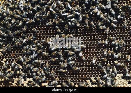 Nahaufnahme der Arbeitsbienen auf Honig Zellen im Bienenhaus Stockfoto