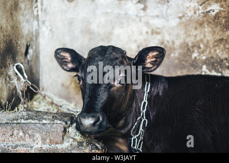 Nette junge Kalb liegt in Stroh und sieht Alert Stockfoto
