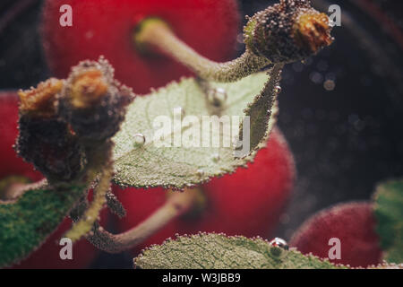 Frische Kirsche von Wasser. Makro anzeigen. Stockfoto