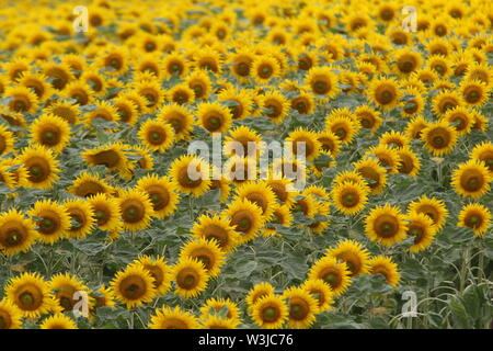 16 Juli 2019, Sachsen-Anhalt, Westerhausen: Sonnenblumen blühen in einem Feld im Harz Kreis. Die Temperaturen sind voraussichtlich wieder in den nächsten Tagen steigen. Foto: Matthias Bein/dpa-Zentralbild/ZB Stockfoto