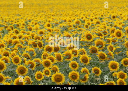 16 Juli 2019, Sachsen-Anhalt, Westerhausen: Sonnenblumen blühen in einem Feld im Harz Kreis. Die Temperaturen sind voraussichtlich wieder in den nächsten Tagen steigen. Foto: Matthias Bein/dpa-Zentralbild/ZB Stockfoto