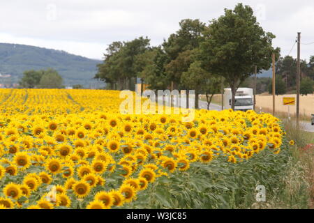 16 Juli 2019, Sachsen-Anhalt, Westerhausen: Sonnenblumen blühen in einem Feld im Harz Kreis. Die Temperaturen sind voraussichtlich wieder in den nächsten Tagen steigen. Foto: Matthias Bein/dpa-Zentralbild/ZB Stockfoto