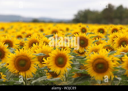 16 Juli 2019, Sachsen-Anhalt, Westerhausen: Sonnenblumen blühen in einem Feld im Harz Kreis. Die Temperaturen sind voraussichtlich wieder in den nächsten Tagen steigen. Foto: Matthias Bein/dpa-Zentralbild/ZB Stockfoto