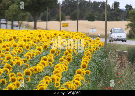 16 Juli 2019, Sachsen-Anhalt, Westerhausen: Sonnenblumen blühen in einem Feld im Harz Kreis. Die Temperaturen sind voraussichtlich wieder in den nächsten Tagen steigen. Foto: Matthias Bein/dpa-Zentralbild/ZB Stockfoto