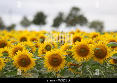 16 Juli 2019, Sachsen-Anhalt, Westerhausen: Sonnenblumen blühen in einem Feld im Harz Kreis. Die Temperaturen sind voraussichtlich wieder in den nächsten Tagen steigen. Foto: Matthias Bein/dpa-Zentralbild/ZB Stockfoto