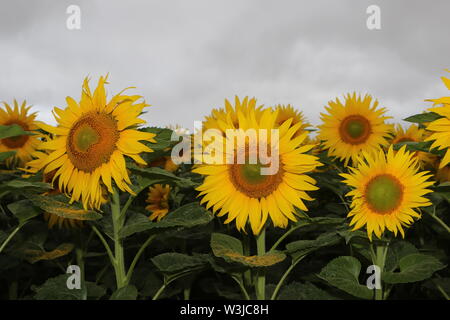 16 Juli 2019, Sachsen-Anhalt, Westerhausen: Sonnenblumen blühen in einem Feld im Harz Kreis. Die Temperaturen sind voraussichtlich wieder in den nächsten Tagen steigen. Foto: Matthias Bein/dpa-Zentralbild/ZB Stockfoto