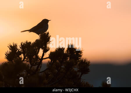 Wiesenpieper (Anthus pratensis), schöne Songbird sitzen auf einem mountain pine am Abend Nationalpark Riesengebirge, Tschechische Republik Stockfoto