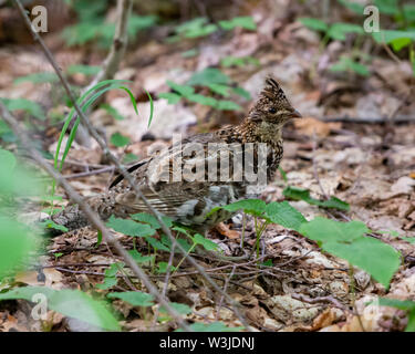Eine Vari Grouse, Bonasa umbellus, auf dem Waldboden getarnt, mit Federn Blending in die Blätter und Pflanzen. Stockfoto