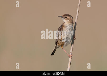 Zitting cisticola oder streifig fantail Warbler (Cisticola juncidis), einem schönen Songbird singen und sitzt auf einem Reed, Istrien, Kroatien Stockfoto