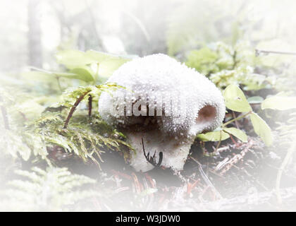 Wald Pilze mit einem Soft Touch Stockfoto