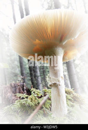 Wald Pilze mit einem Soft Touch Stockfoto