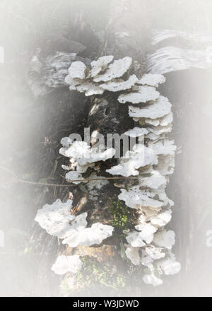 Wald Pilze mit einem Soft Touch Stockfoto