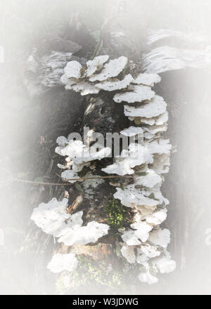 Wald Pilze mit einem Soft Touch Stockfoto